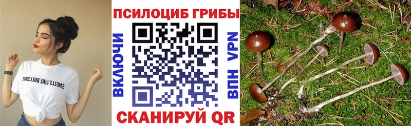 Галлюциногенные грибы Psilocybe  Кулебаки 
