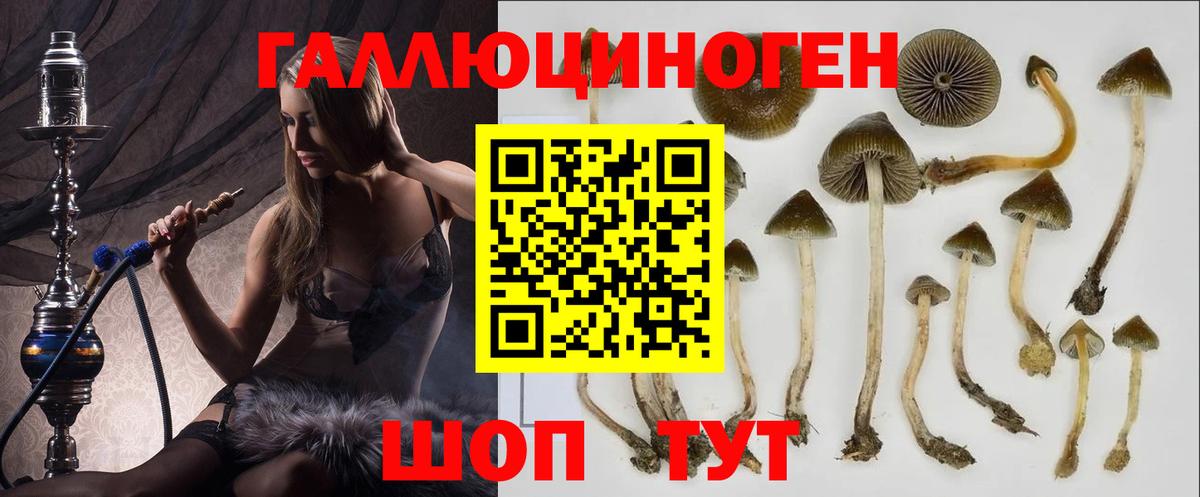 Кулебаки  Галлюциногенные грибы Psilocybe  Вход с VPN  Псилоцибиновые грибы мицелий 